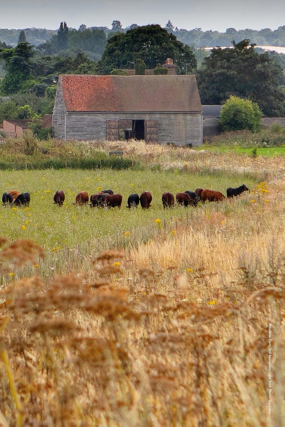 Soil to Gut
