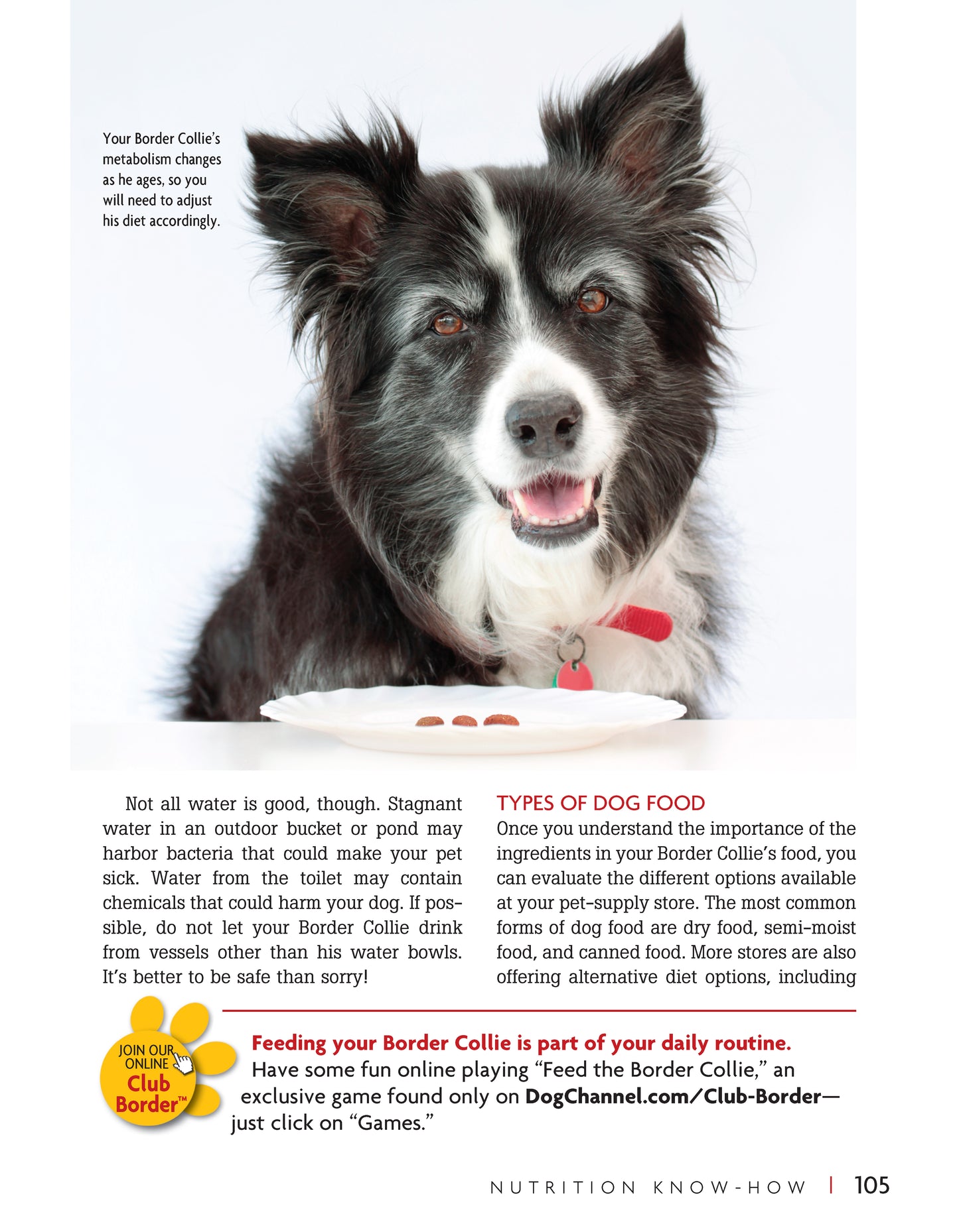 Border Collie