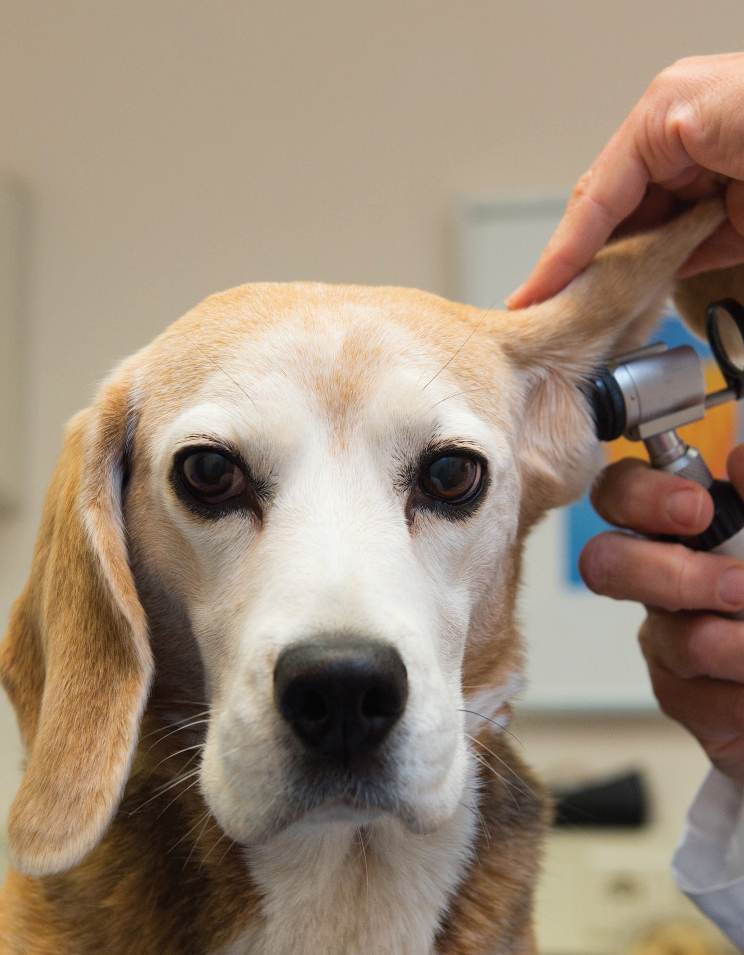 Ultimate Guide to Dog Care
