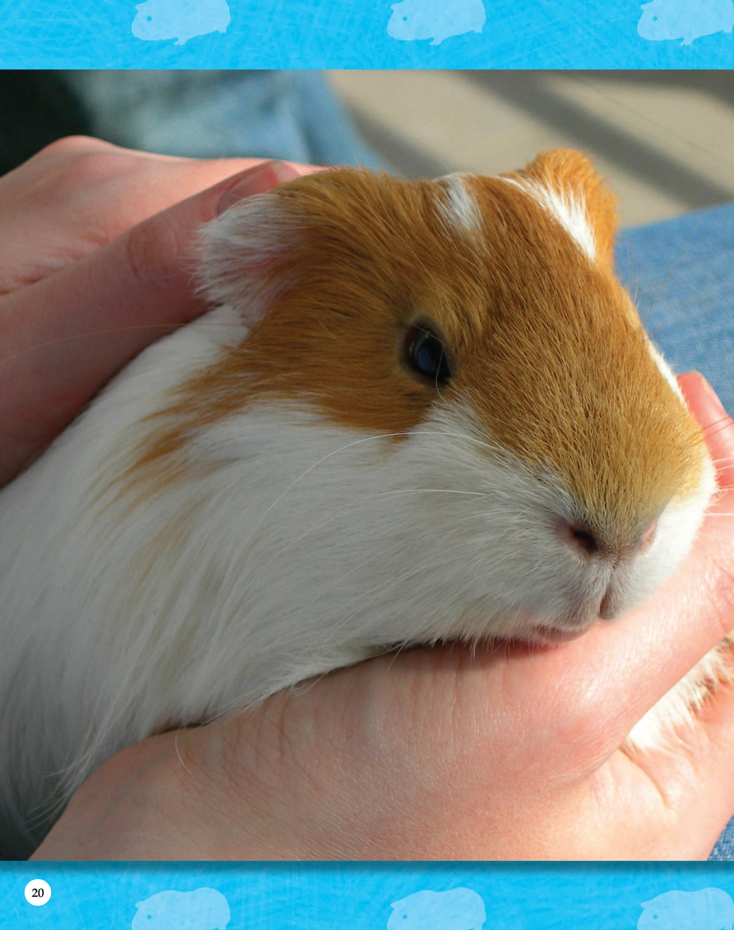 If Animals Could Talk: Guinea Pigs (SC)