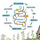 Soil to Gut