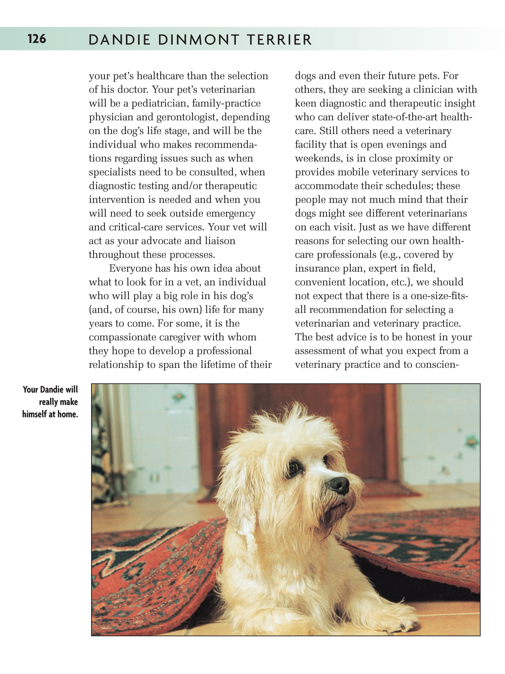 Dandie Dinmont Terrier – Fox Chapel B2B - Main Image