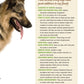 German Shepherd Dog