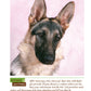 German Shepherd Dog