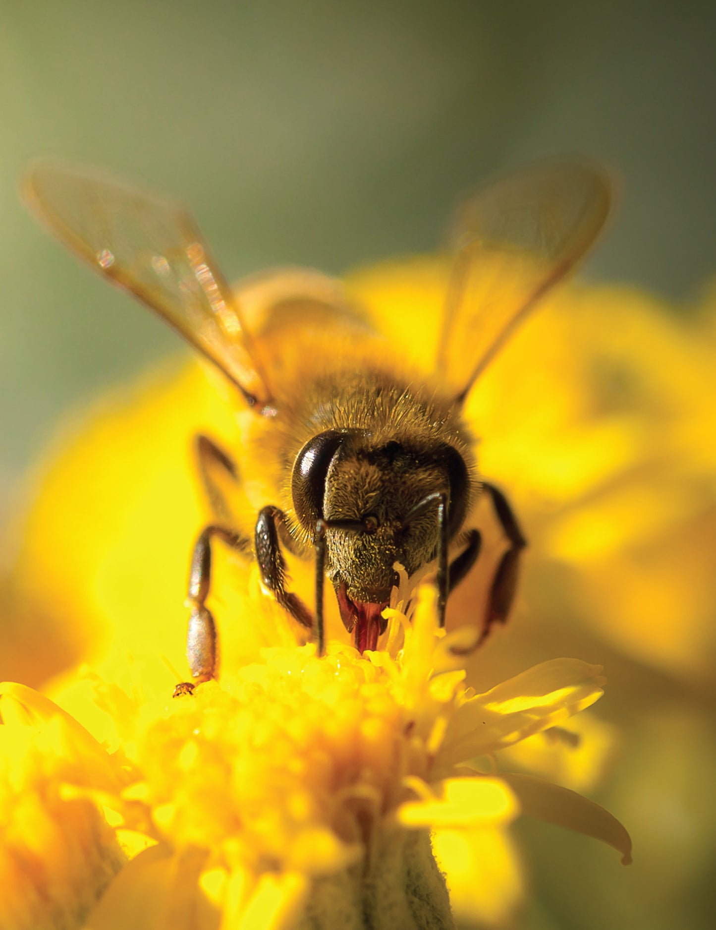 Honey Bee Hobbyist, 2nd Edition