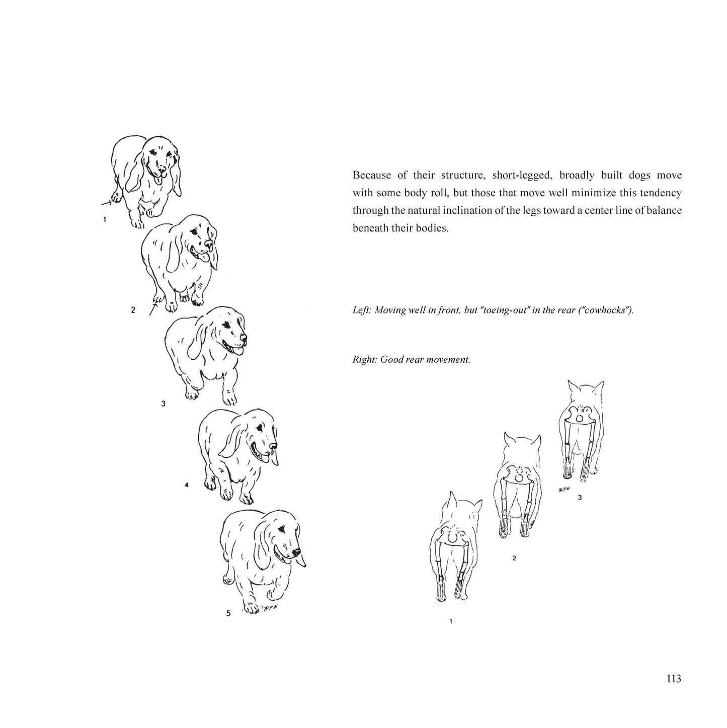 Dogsteps