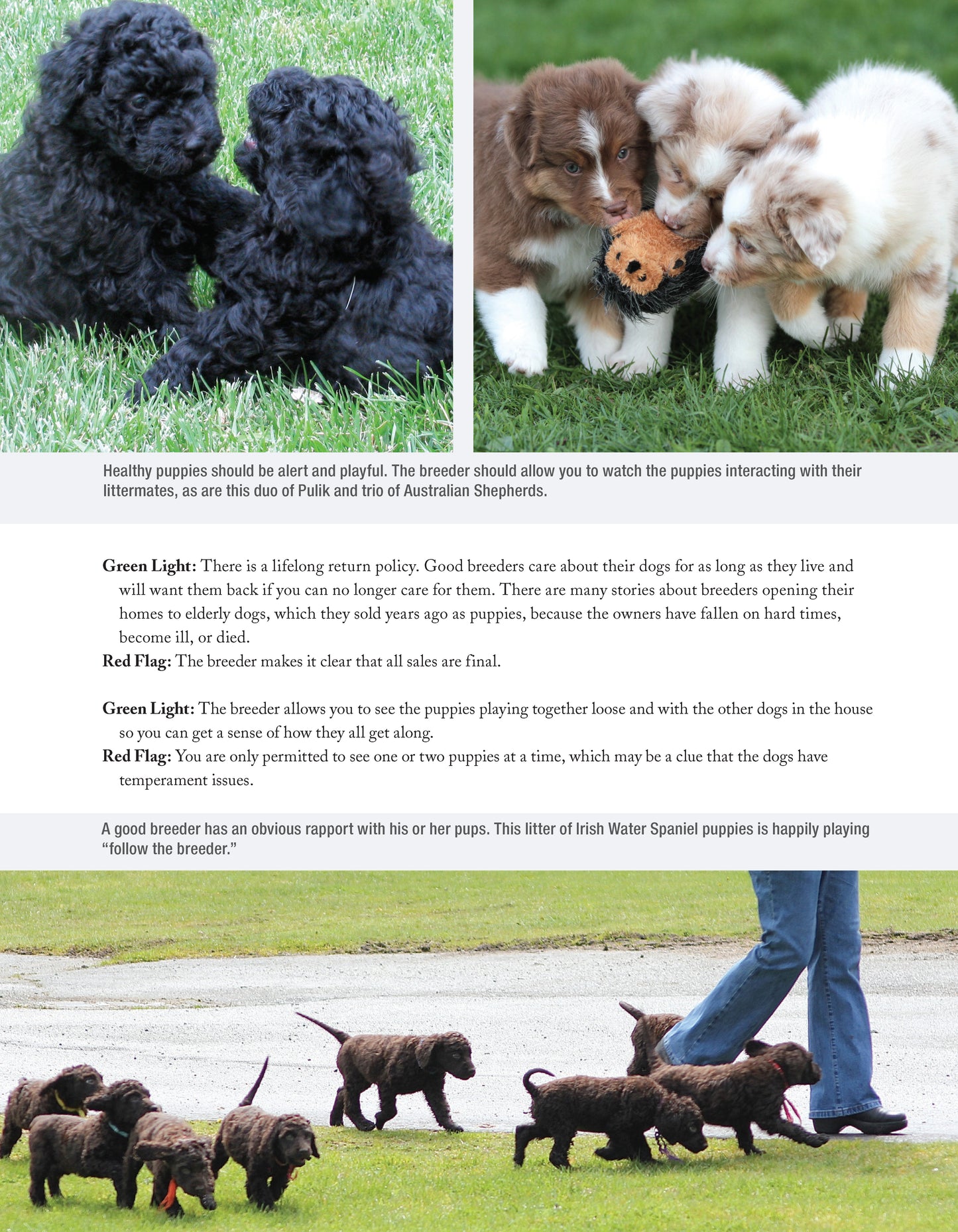 The New Complete Dog Book