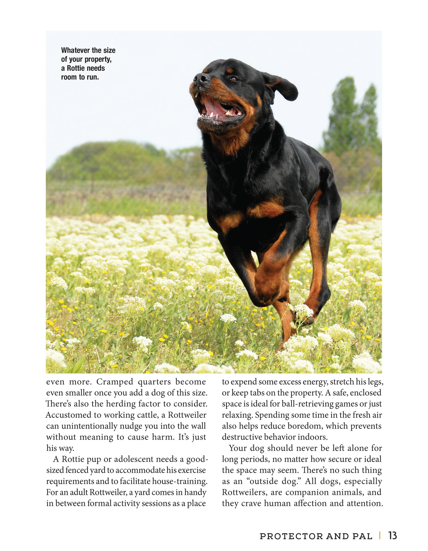 Rottweiler