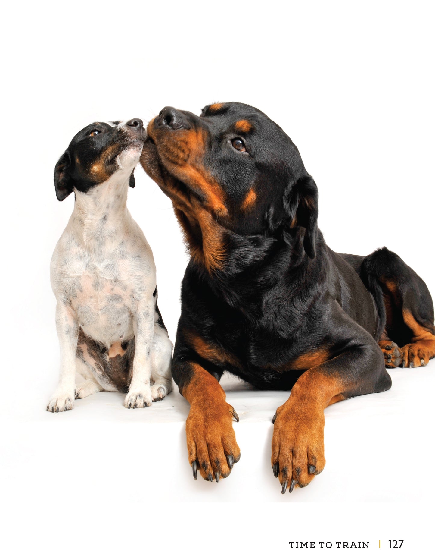 Rottweiler