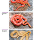 Corn Snakes