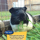 If Animals Could Talk: Guinea Pigs
