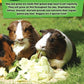 If Animals Could Talk: Guinea Pigs