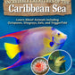 Incredible Creatures of the Caribbean Sea